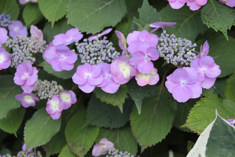 slideshow